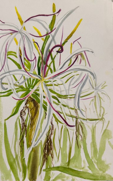 Spindly and Beautiful