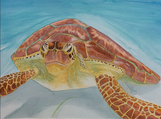 St. John's Tortuga