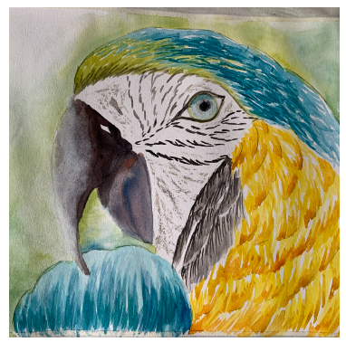 Golden Macaw